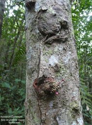 Syzygyum cymosum .bois de pomme rouge . détail du tronc avec boutons floraux .  myrtaceae endémique Réunion Maurice P1720242