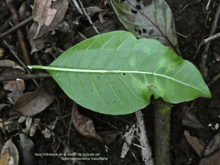 Tabernaemontana mauritiana .bois de lait . face inférieure de la feuille . Apocynaceae P1720133