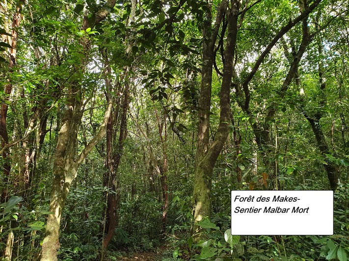 1- Forêt Malbar Mort