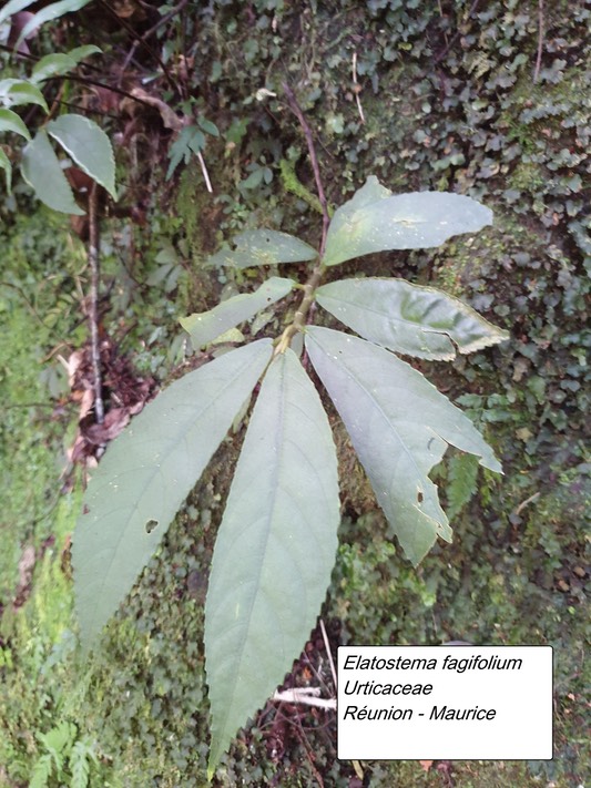 36- Elatostema fagifolium (1)