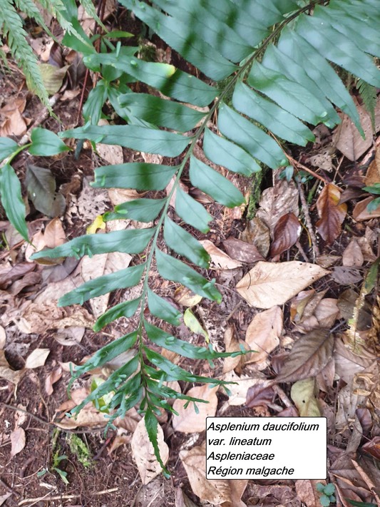 55- Fougère- Asplenium daucifolium