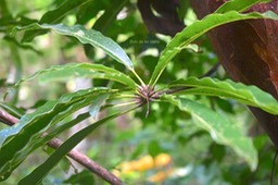 5827 Sideroxylon majus Bois de fer blan c Sapotaceae Endémique La Réunion