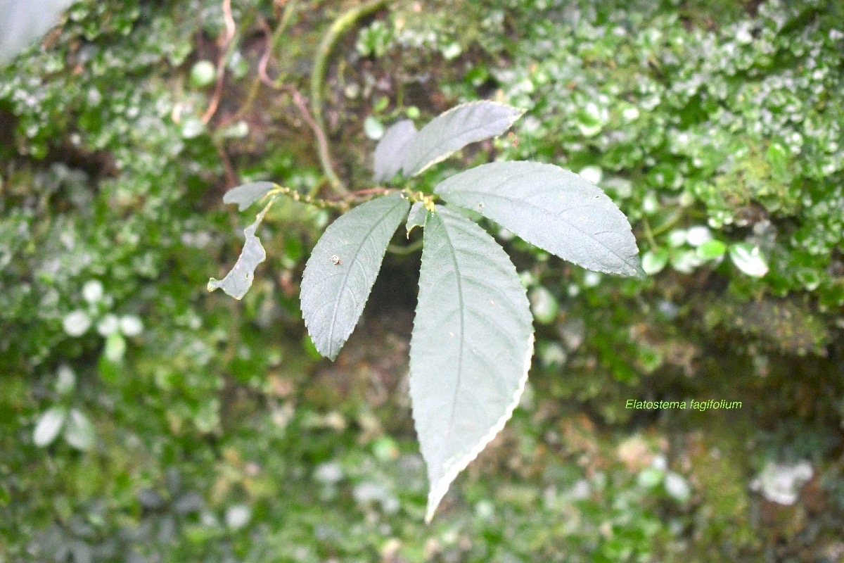 5831 Elatostema fagifolium Urticaceae Endémique La Réunion