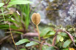 5835 Elaphoglossum spatulatum Dryopteridaceae Indigène La Réunion