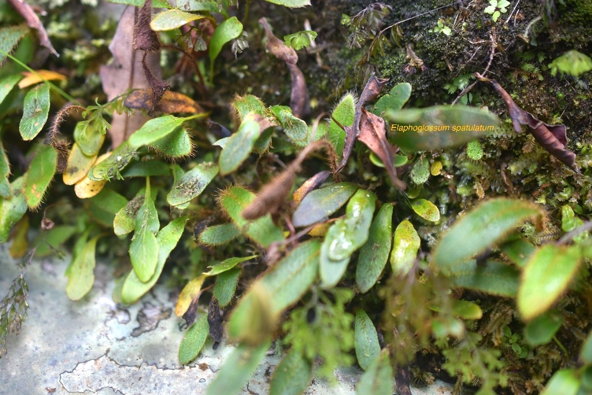 5836 Elaphoglossum spatulatum Dryopteridaceae Indigène La Réunion