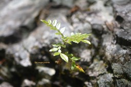 5837 Weinmannia tinctoria ( perché sur rocher ) Cunoniaceae Endémique Réunion, Maurice