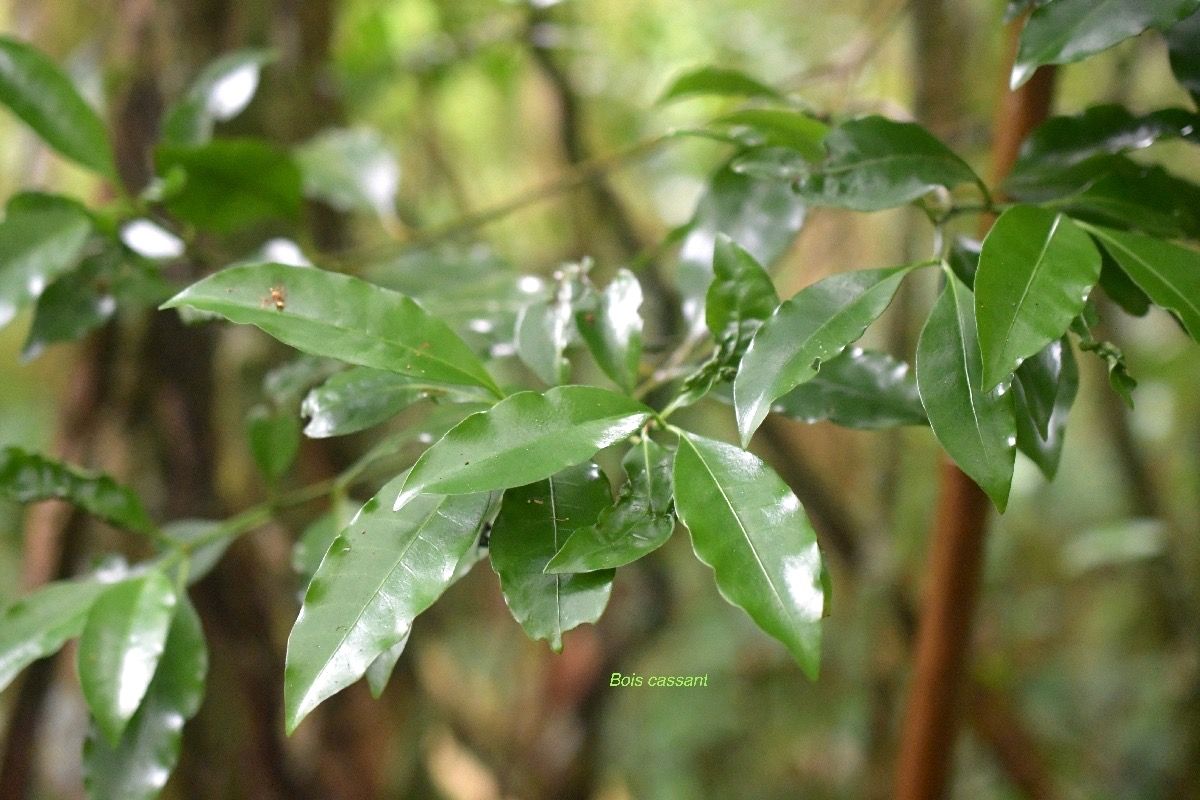 5845 Psathura borbonica Bois cassant Rubiaceae Endémique La Réunion