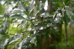 5847 Psathura borbonica Bois cassant Rubiaceae Endémique La Réunion