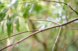 5852 Psathura borbonica Bois cassant Rubiaceae Endémique La Réunion