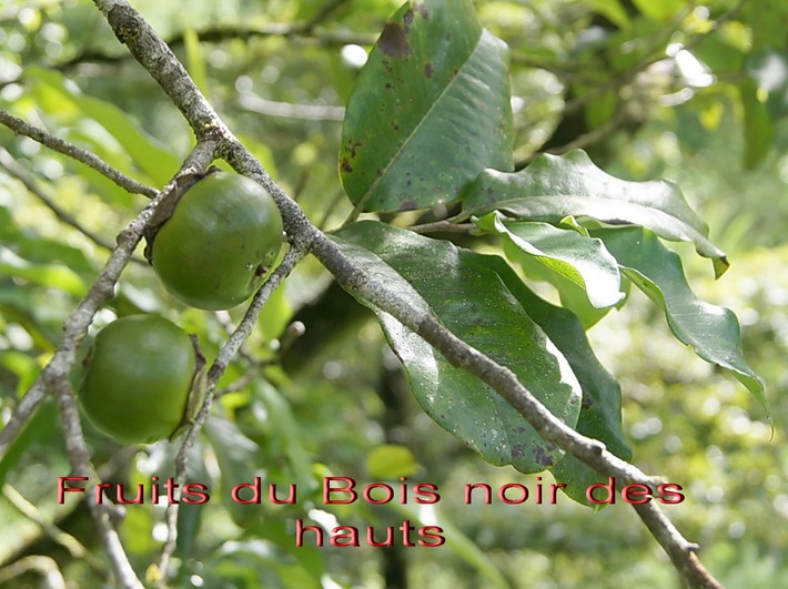 ML-  Bois noir des hauts - Diospyros borbonica- Ebenacee- B