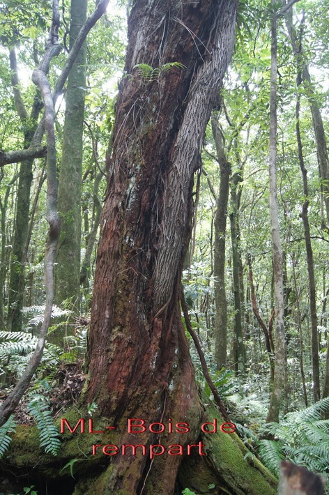 ML- Bois de rempart - Agarista slacifolia- Ericacee-I - Copie
