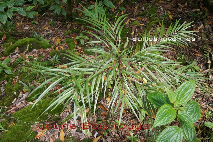 ML- Bois rouge - Cassine orientalis- Celastracee- I