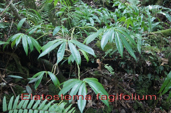 ML- Elatostema fagifolium- Urticace-I