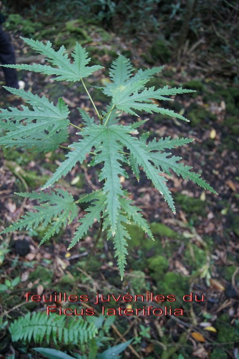 ML- Feuilles juveniles du Ficus laterifolia- Moracee-