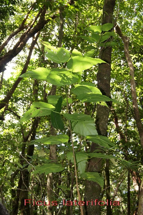 ML- Ficus laterifolia