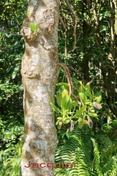 ML- Jacquier- Artocarpus heterophyllus- Morace-exo