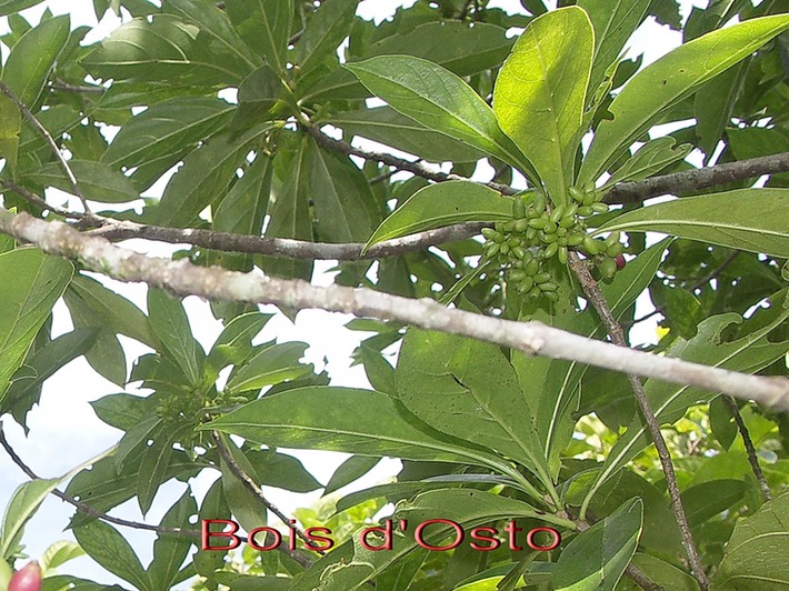ML-Bois d'Osto - Antirhrea borbonica - Rubiace- I