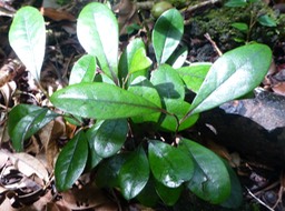 plantules Diospyros (2)