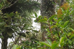 ??? ???  Polystachya cultriformis - - Orhidacea - Indigène Réunion