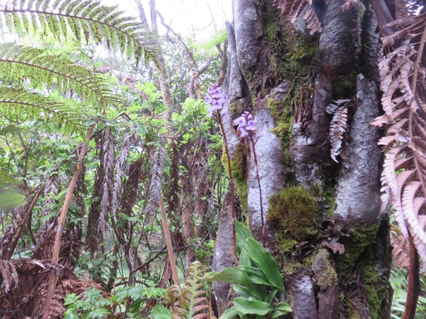 ??? Cynorkis squamosa (Poir.) Lindl. - Ø - Orchidaceae - Endémique Réunion et île Maurice