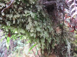 ??? Hymenophyllum inaequale - Ø - Hymenophyllaceae - indigène à La Réunion