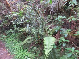 ??? Turreae cadetii - Bois de Quivi à grandes feuilles  - Meliaceae