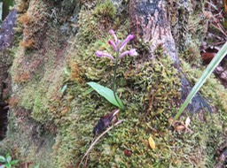 Arnottia mauritiana - - ORCHIDACEAE