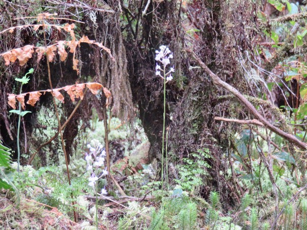 5 ??? Cynorkis squamosa (Poir.) Lindl. - Ø - Orchidaceae - Endémique Réunion et île Maurice