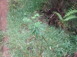 9  Euphorbia borbonica