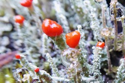 Apothécies Lichen