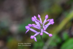 Arnottia mauritiana - - ORCHIDACEAE DSC_5380