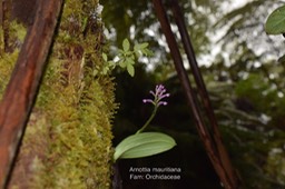 Arnottia mauritiana - - ORCHIDACEAE DSC_5386