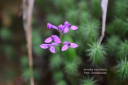 Arnottia mauritiana - - ORCHIDACEAE DSC_5376