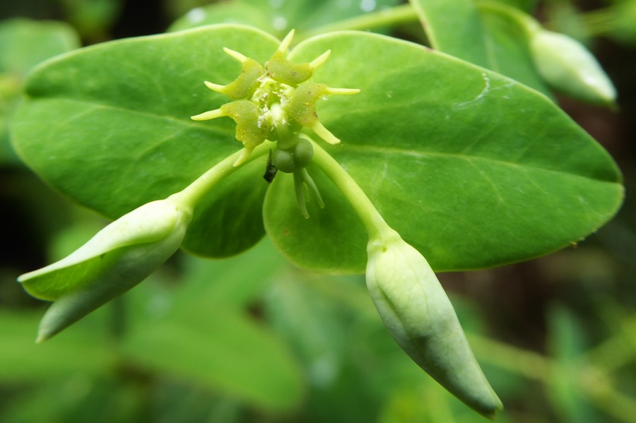 Euphorbia borbonica