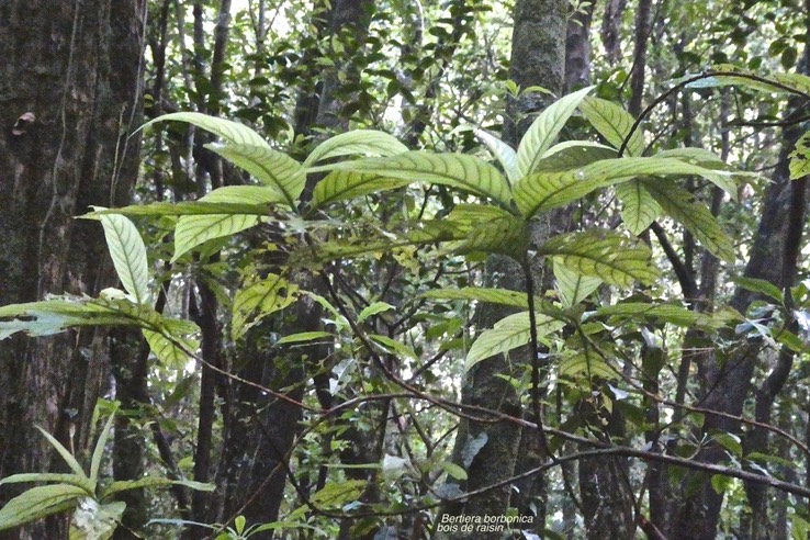 Bertiera borbonica.bois de raisin.rubiaceae.endémique Réunion.P1029683