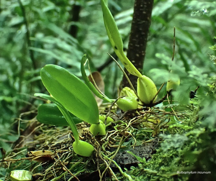 Bulbophyllum incurvum. ( pseudobulbes à quatre côtes et une feuille )orchidaceae.endémique Réunion Maurice . Rodrigues .)P4260001