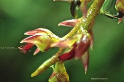 Bulbophyllum incurvum..( fleur avec la marge du labelle ciliée ) orchidaceae.endémique Réunion Maurice Rodrigues .P4260007