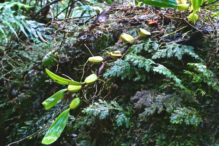 Bulbophyllum incurvum.orchidaceae. endémique Réunion. Maurice .Rodrigues .P1029645