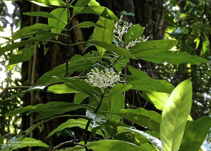 Chassalia coraillioides. bois de corail.rubiaceae.endémique Réunion.P1029702