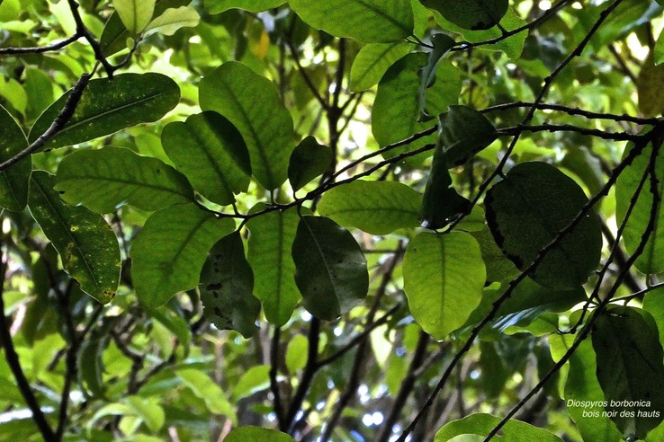 Diospyros borbonica. bois noir des hauts. ebenaceae.endémique Réunion.P1029755