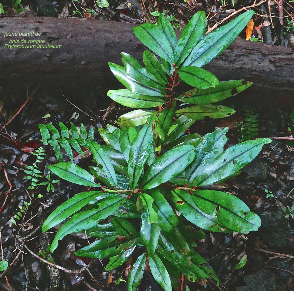 Erythroxylum laurifolium.bois de rongue. ( jeune plant ) erythroxylaceae.endémique Réunion Maurice.P1029608