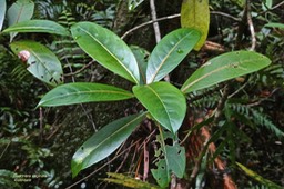 Gaertnera vaginata.losto café.rubiaceae..endémique Réunion.P1029747