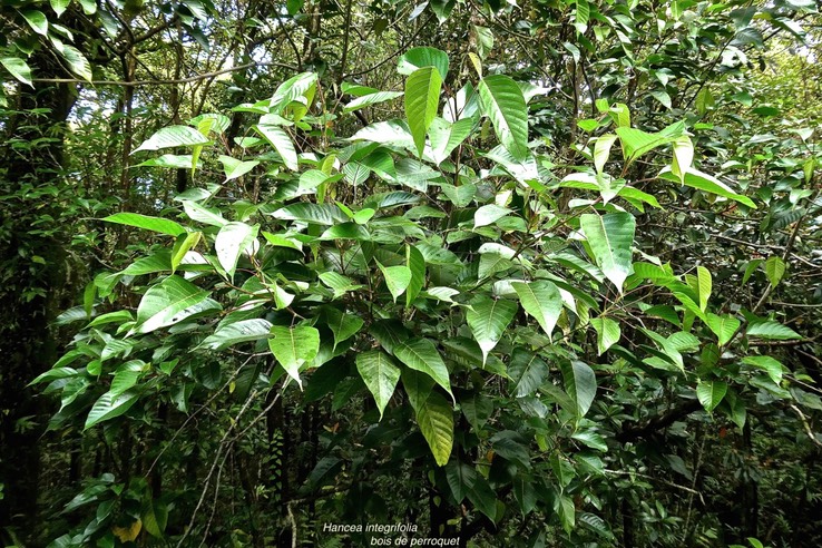 Hancea integrifolia .( ex Cordemoya )bois de perroquet.euphorbiaceae.endémique Réunion Maurice.P1029861