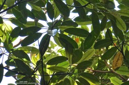 Labourdonnaisia calophylloides.petit natte.sapotaceae.endémique Réunion Maurice.P1029616