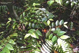 Memecylon confusum. bois de balai.melastomataceae.endémique Réunion.P1029638