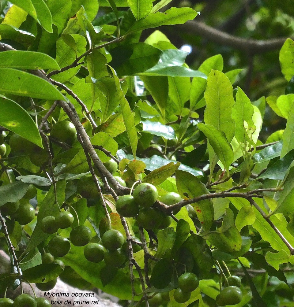 Myonima obovata . bois de prune rat .rubiaceae .endémique Réunion Maurice.P1029856