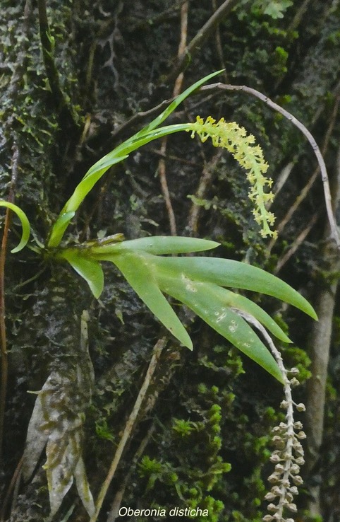 Oberonia disticha.orchidaceae.indigène Réunion.P1029763