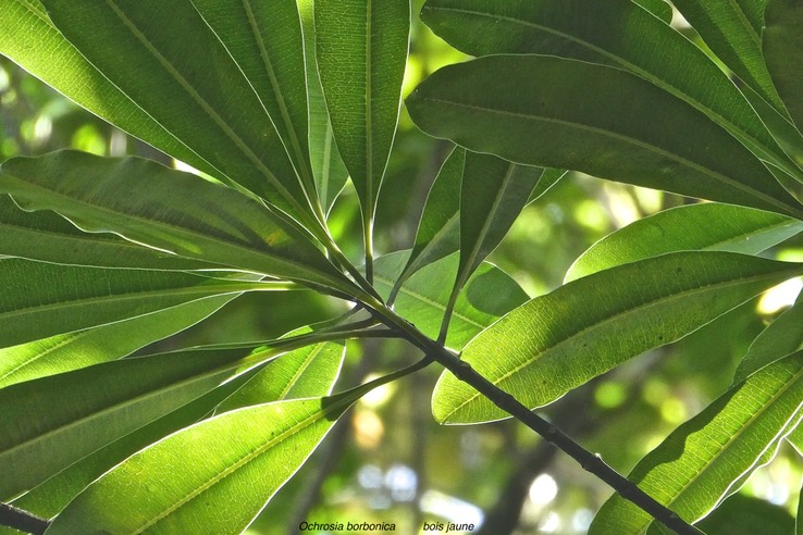 Ochrosia borbonica. bois jaune . ( nervures secondaires presque perpendiculaires à la nervure principale ) apocynaceae.endémique Réunion Maurice.P1029801