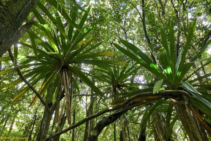 Pandanus purpurascens.vacoa des hauts.pandanaceae.endémique Réunion.P1029739