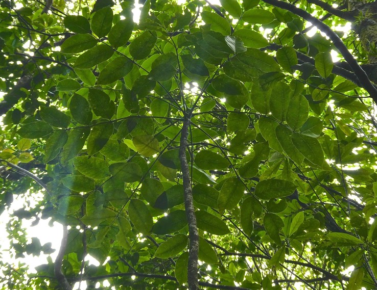 Polyscias repanda .Bois de papaye .araliaceae. endémique Réunion.P1029759